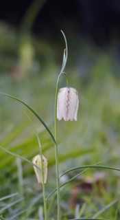 Charming chequerboard flower, spring, Germany, Europe