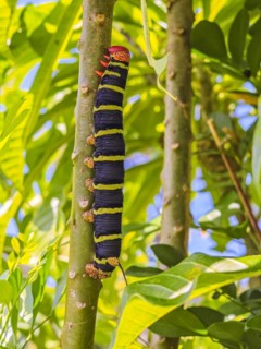 Jardin Botaniqu de Deshaies, botanical garden with flora and fauna in Guadeloupe, Caribbean, French