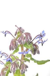 Borage on a white background
