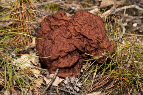 Spring Lorikeet maroon brain-like fruiting body in needle litter
