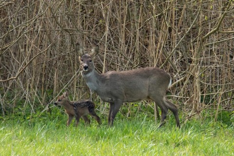 Deer female with young in green grass in front of reed bed standing next to each other looking left