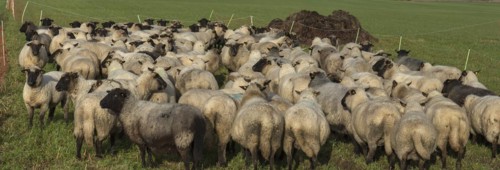 Black-headed domestic sheep (Ovis gmelini aries) waiting in the pen in front of the new pasture,