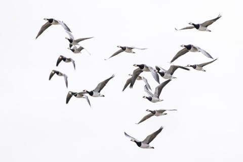 Barnacle goose (Branta leucopsis), small flock in flight, Laanemaa, Estonia, Europe
