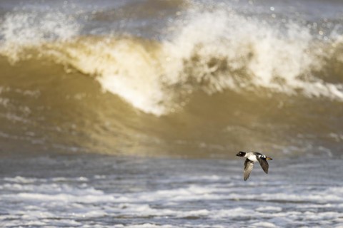 Common goldeneye (Bucephala clangula), adult female in flight in front of a turbulent lake,