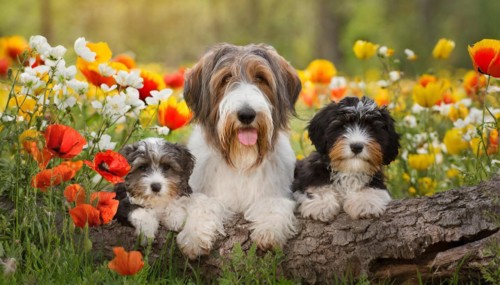 Ai generated, animal, animals, mammal, mammals, one, single animal, bobtail, (Canis lupus
