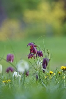 Charming chequerboard flower, spring, Germany, Europe