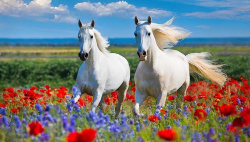 KI generated, A horse, horses, Arabian, in front of a blue sky, thoroughbred Arabian, AV, Arabian