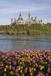 Bed of pink and yellow Tulipa, Tulips plus Chateau Laurier and Canadian Parliament buildings across