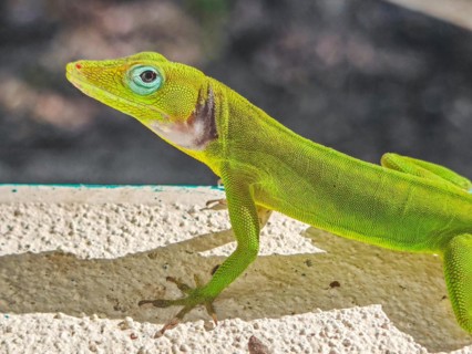 Jardin Botaniqu de Deshaies, botanical garden with flora and fauna in Guadeloupe, Caribbean, French