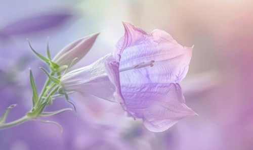 Close-up of a bellflower in soft light, closeup view, selective focus, spring background AI
