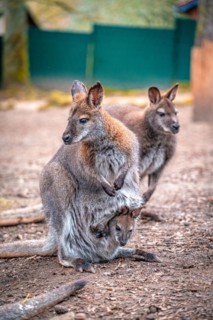 Red-necked wallaby (Macropus rufogriseus) with its offspring in the pouch, Eisenberg, Thuringia,