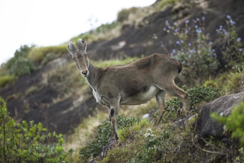 Nilgiri tahr (Nilgiritragus hylocrius, until 2005 Hemitragus hylocrius) or endemic goat species in