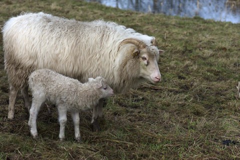 Horned moorland sheep (Ovis aries) with their lamb on the pasture, Mecklenburg-Western Pomerania,