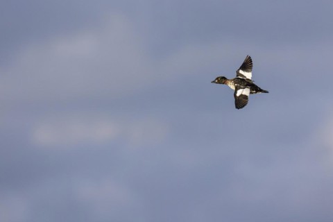 Common goldeneye (Bucephala clangula), female in flight, Laanemaa, Estonia, Europe