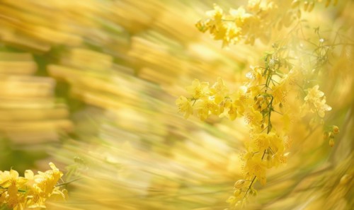 Laburnum flowers swaying in the breeze AI generated