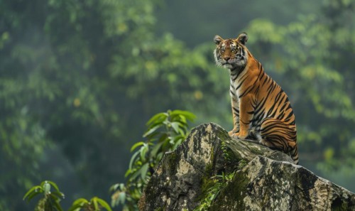 A Malayan tiger perched on a rocky ledge AI generated
