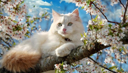Ai generated, animal, animals, mammal, mammals, cat, cats, Maine-Coon-Cat, Main, Coon, Felis