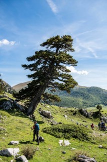 Pollino national park, Pinus heldreichii, italy
