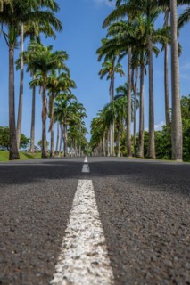 The famous palm avenue l'Allee Dumanoir. Landscape shot from the centre of the street into the