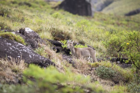 Nilgiri tahr (Nilgiritragus hylocrius, until 2005 Hemitragus hylocrius) or endemic goat species in