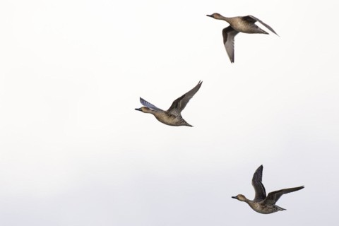 Pintail (Anas acuta), female in flight, Laanemaa, Estonia, Europe