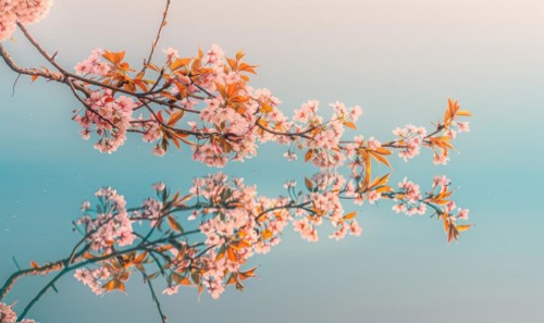 Springtime cherry blossoms in full bloom, cherry blossoms reflected on the calm surface of the lake