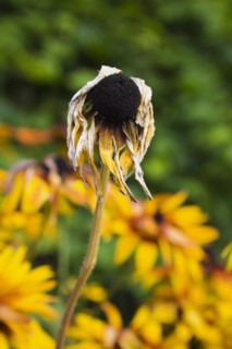 Close-up of dry and wilted yellow Rudbeckia hirta, Black Eyed Susan coneflower affected by drought