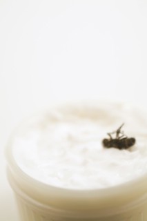Close-up of dead Musca domestica, Common House Fly in plastic container of white ointment, Studio