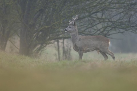 European roe deer (Capreolus capreolus), roebuck with horns in velvet and winter coat looking