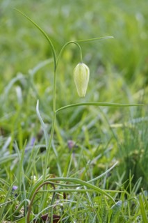 Charming chequerboard flower, spring, Germany, Europe