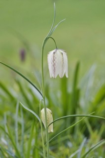 Charming chequerboard flower, spring, Germany, Europe
