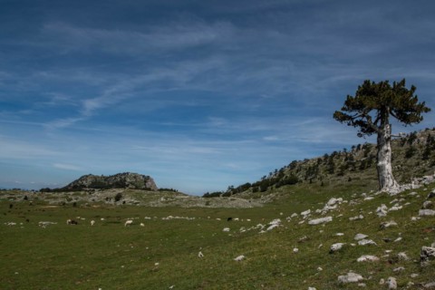 Pollino national park, Pinus heldreichii, italy