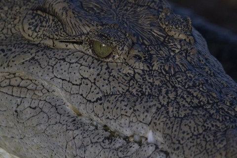 Nile crocodile (Crocodylus niloticus) Mziki Private Game Reserve, North West Province, South