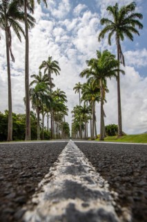The famous palm avenue l'Allee Dumanoir. Landscape shot from the centre of the street into the