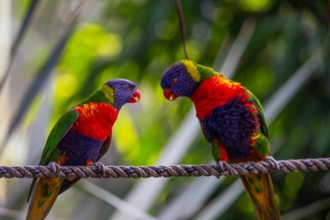 Portrait of a loris, parrot. Beautiful shot of the animals in the forest on Guadeloupe, Caribbean,