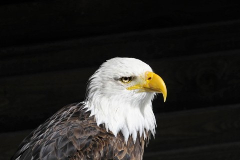 Bald eagle, Haliaeetus leucocephalus, Portrait of a bald eagle on a black background with a sharp