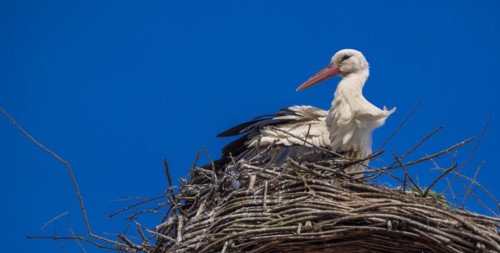 Stork (ciconia) in the nest on the roof of the town hall, Tangermuende, Saxony-Anhalt, Germany,