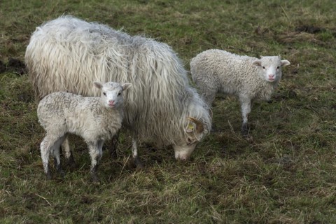 Horned moorland sheep (Ovis aries) with their lambs on the pasture, Mecklenburg-Western Pomerania,