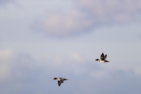 Common goldeneye (Bucephala clangula), two adult females in flight, Laanemaa, Estonia, Europe