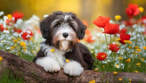 Ai generated, animal, animals, mammal, mammals, a, single animal, bobtail, (Canis lupus