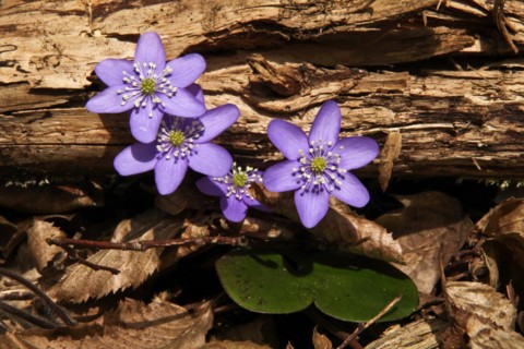 Liverwort, Hepatica nobilis, Hintelestal, Upper Danube nature park Park, Tuttlingen district,