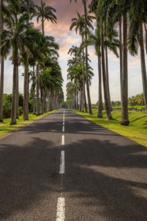 The famous palm avenue l'Allee Dumanoir. Landscape shot from the centre of the street into the
