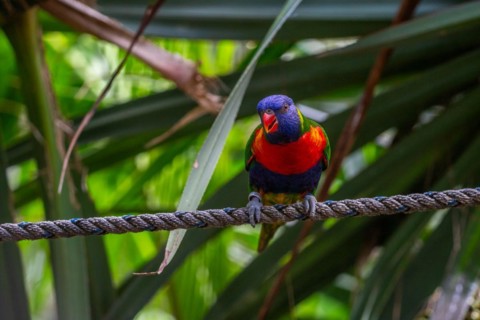 Portrait of a loris, parrot. Beautiful shot of the animals in the forest on Guadeloupe, Caribbean,
