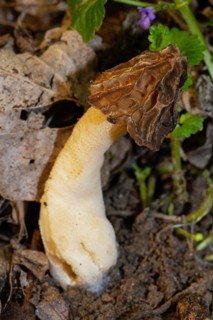 Cap morel Fruit bodies with light brown weblike caps and whitish stalk in soil in front of brown