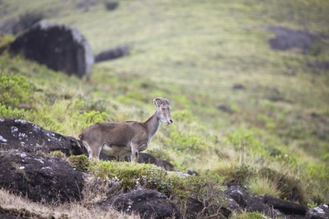Nilgiri tahr (Nilgiritragus hylocrius, until 2005 Hemitragus hylocrius) or endemic goat species in