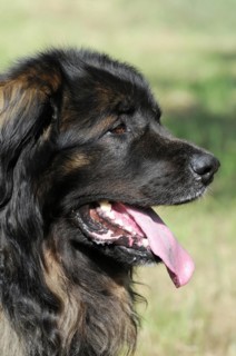 Leonberger dog, profile of an attentive black dog with tongue sticking out, Leonberger dog,