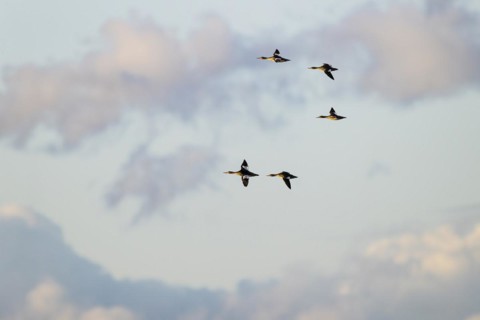 Red-breasted Merganser (Mergus serrator), small flock in flight, Laanemaa, Estonia, Europe
