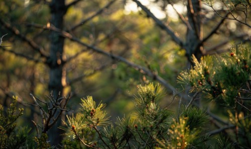 Closeup view on cedar branch in rain drops, bokeh background AI generated