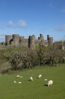Sheep, lambs, castle, Conwy, Wales, Great Britain