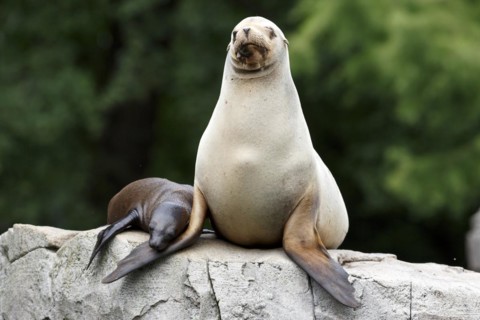 California sea lion (Zalophus californianus), Two sea lions cuddling on a rock in a natural
